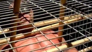 Caged Tyler Saint has a weight tied to his cock